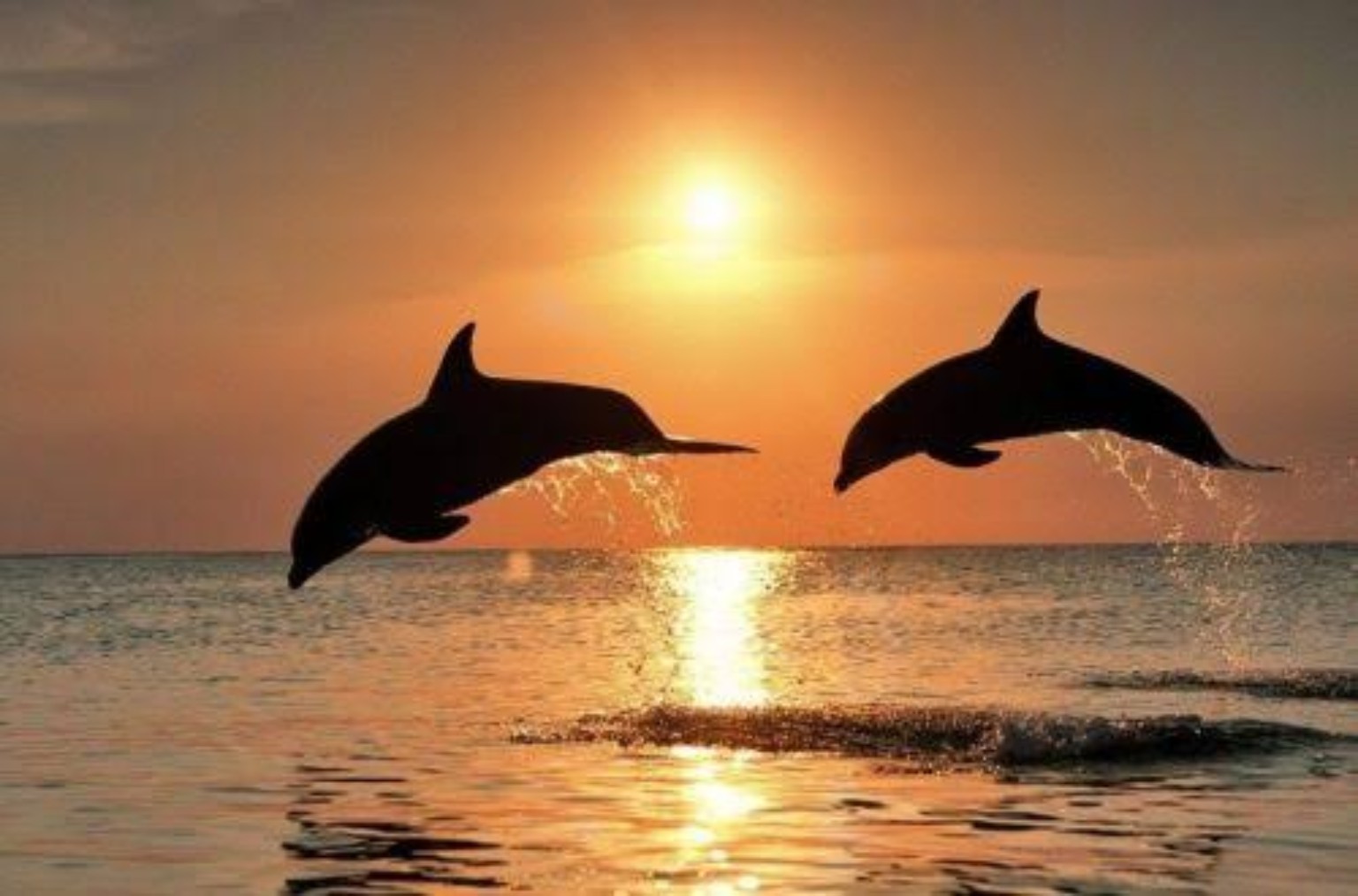 Dolphin safari at sunset