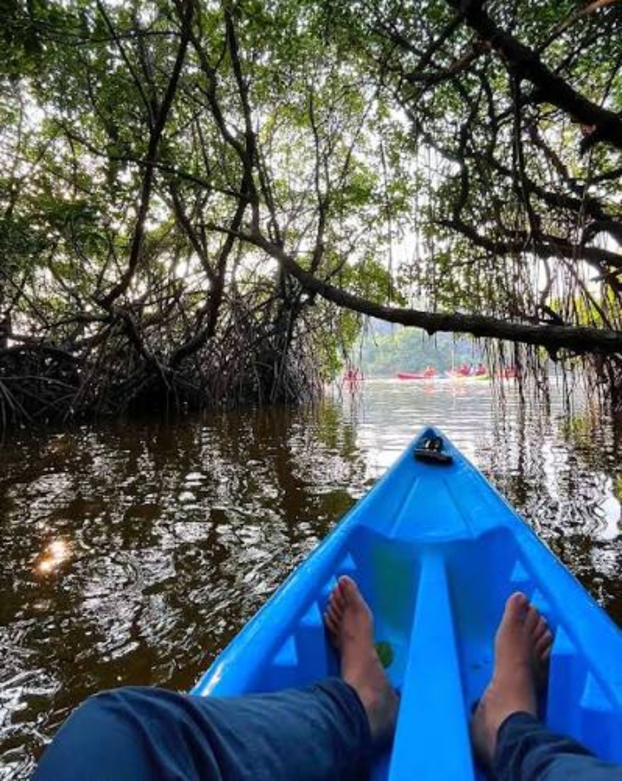 Kayaking through mangroves
